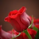 Test Ürün 1 1